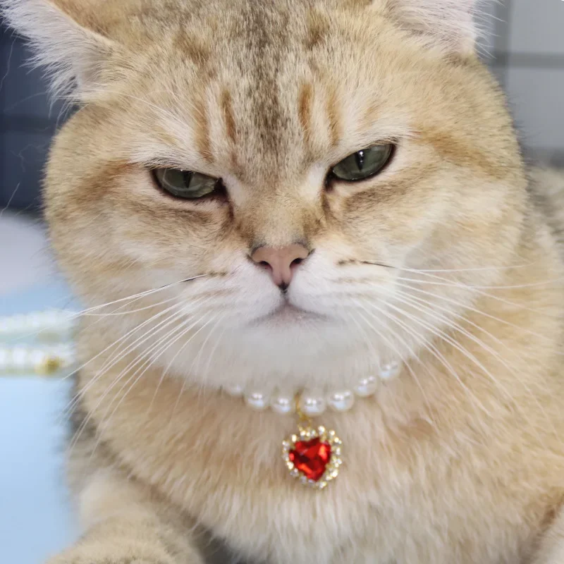 Coleira de Pérolas para Cães e Gatos Pequenos com Corrente Extensível - Imagem 4