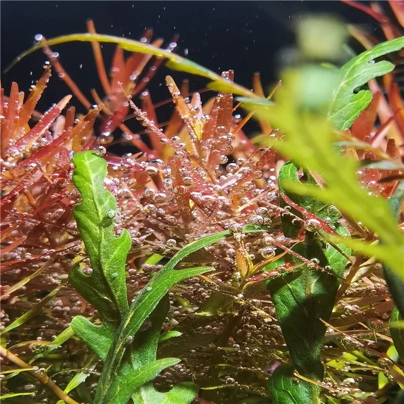 GUYU Lâmpada LED para Aquário WRGB Full Spectrum 25W - Imagem 4