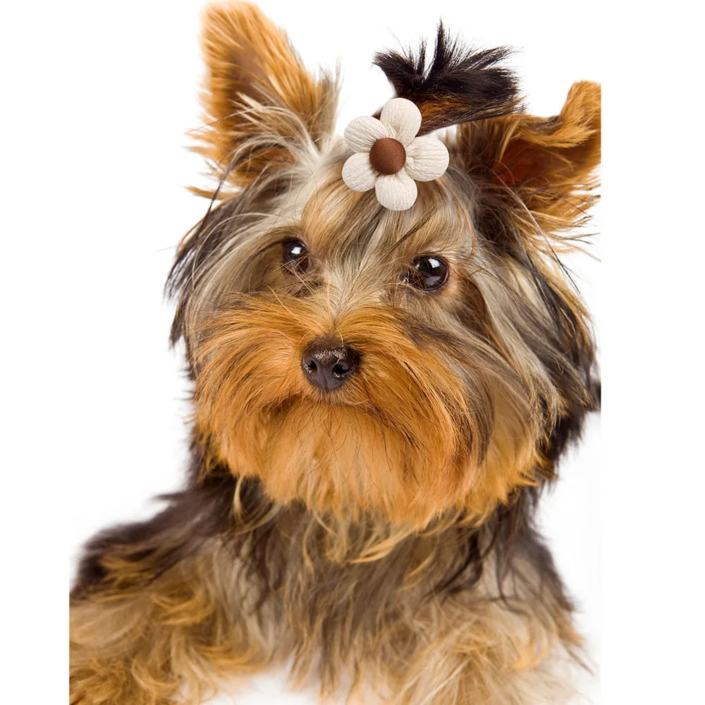 Acessórios de Cabelo para Cães e Gatos, 10 Flores com Elástico - Image 2