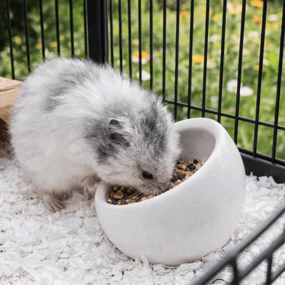 tigela de cerâmica para hamster