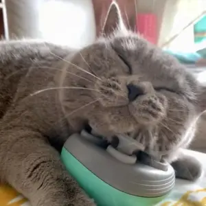 massageador elétrico para gatos