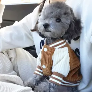 jaqueta de beisebol para cães pequenos