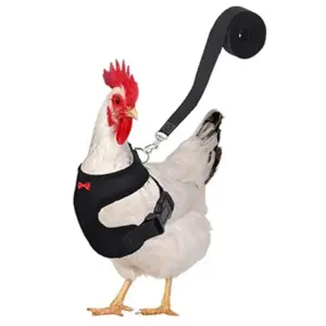 colete peitoral ajustável para aves