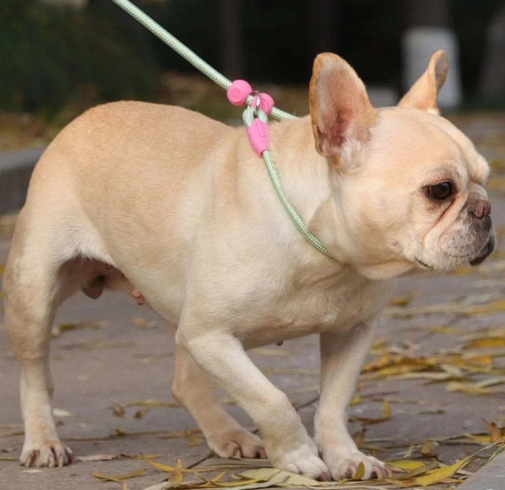 Guia Coleira P para Cães Pequenos e Médios Ajustável em Nylon 160cm - Imagem 3