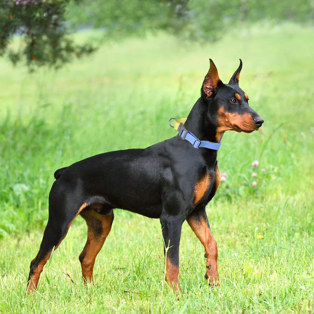 Coleira WAOPET para Cães de PVC Impermeável Ajustável Fácil de Limpar - Imagem 6