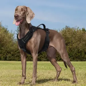 coleira tática anti-puxão para cães