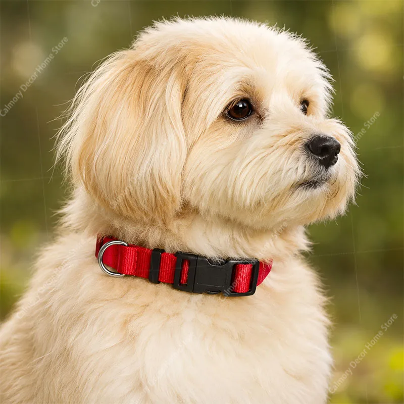 Coleira Ajustável para Cães de Nylon Clássica - Imagem 2