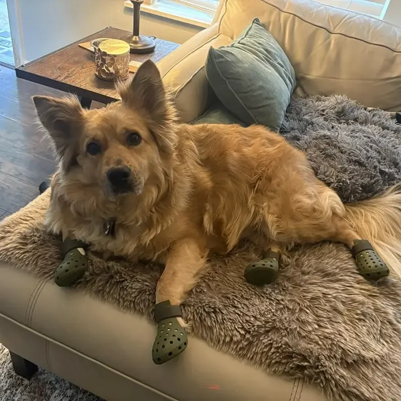 Sapatos de Silicone para Cães Pequenos e Médios Antiderrapantes - Imagem 6