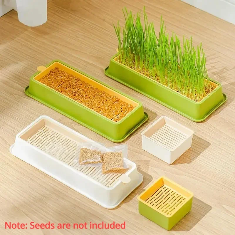 bandeja para germinação de grama de gato
