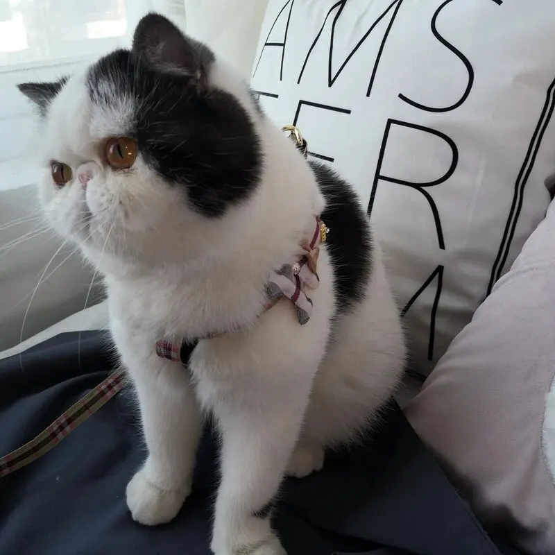 Colete Peitoral para Cães e Gatos Estilo Britânico - Imagem 2