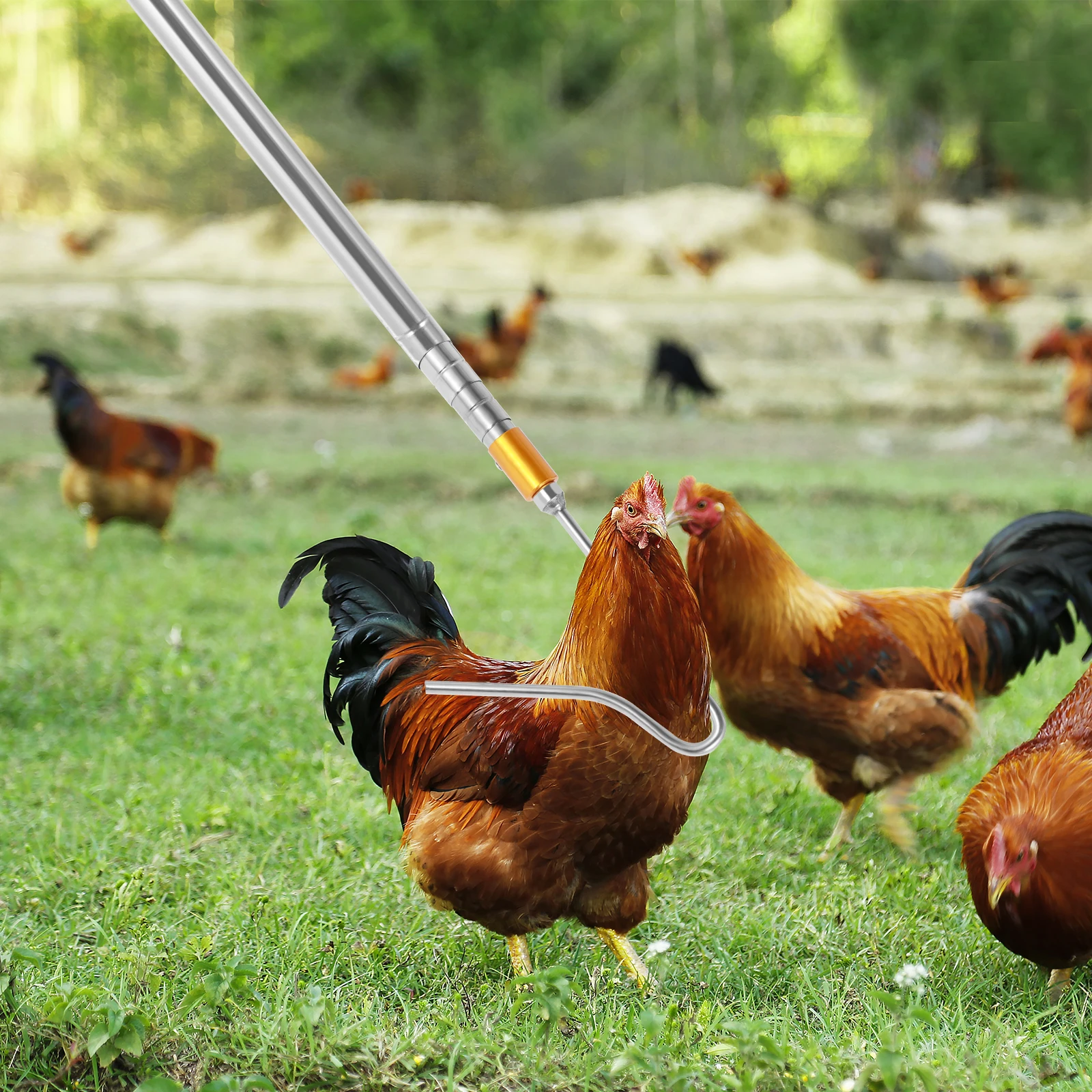 Apanhador de Aves de Aço Inoxidável com Rede e Gancho Telescópico - Imagem 6