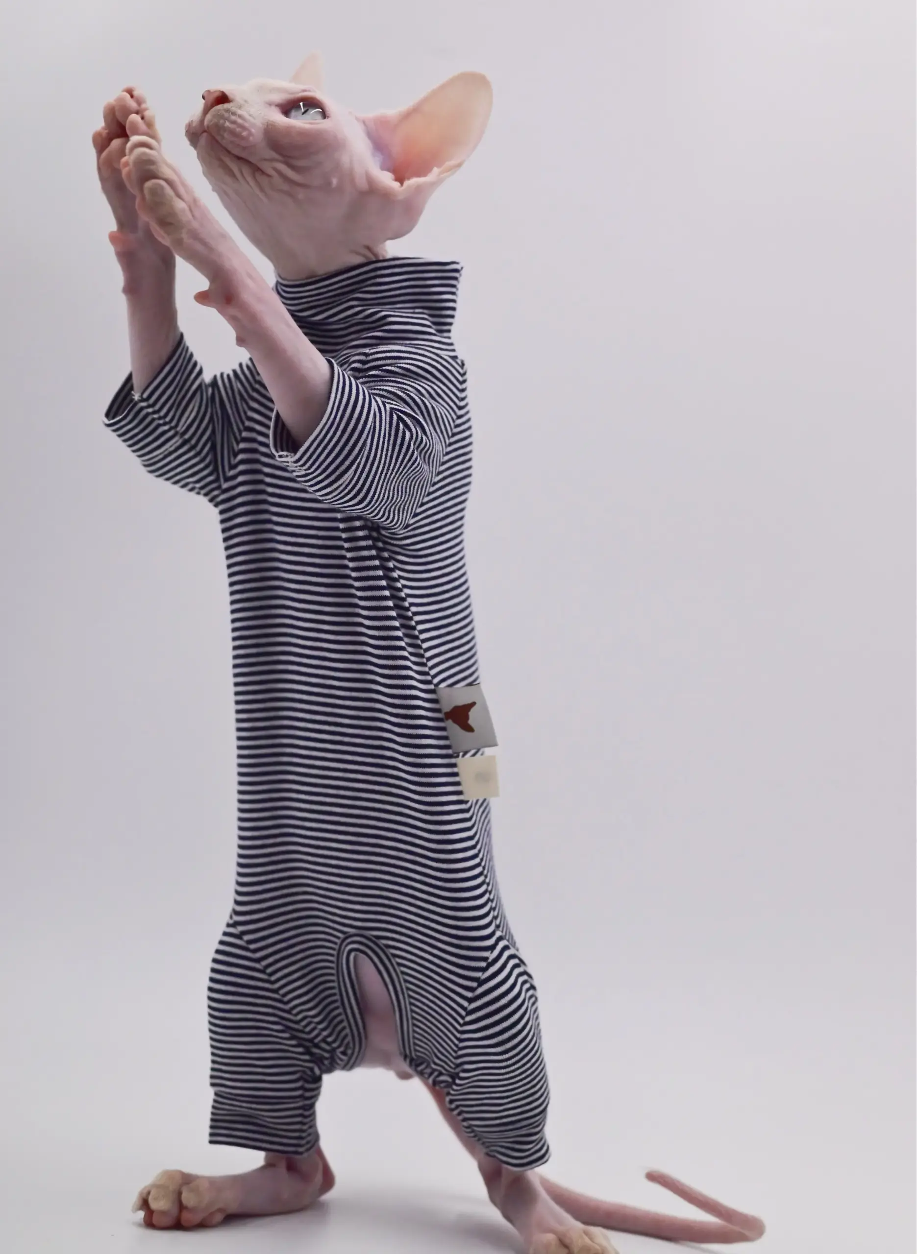 Roupa para Gatos Sem Pelos Macia de Quatro Pernas Tamanho XL - Imagem 5