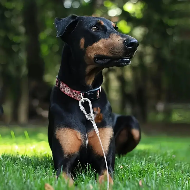 Cabo de Amarração para Cães de Aço Inoxidável Reforçado com Ganchos Giratórios - Imagem 3