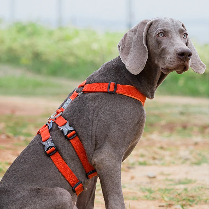 Winhyepet Colete para Cães Ajustável com Fivela Duraflex - Imagem 5