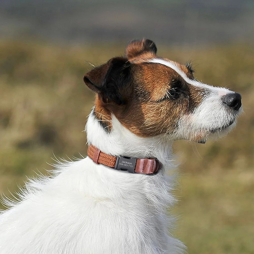 Coleira de Nylon para Cães com Gravação Grátis e Fivela Ajustável - Imagem 5