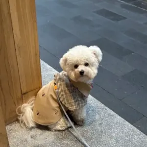 capa detetive para cães pequenos