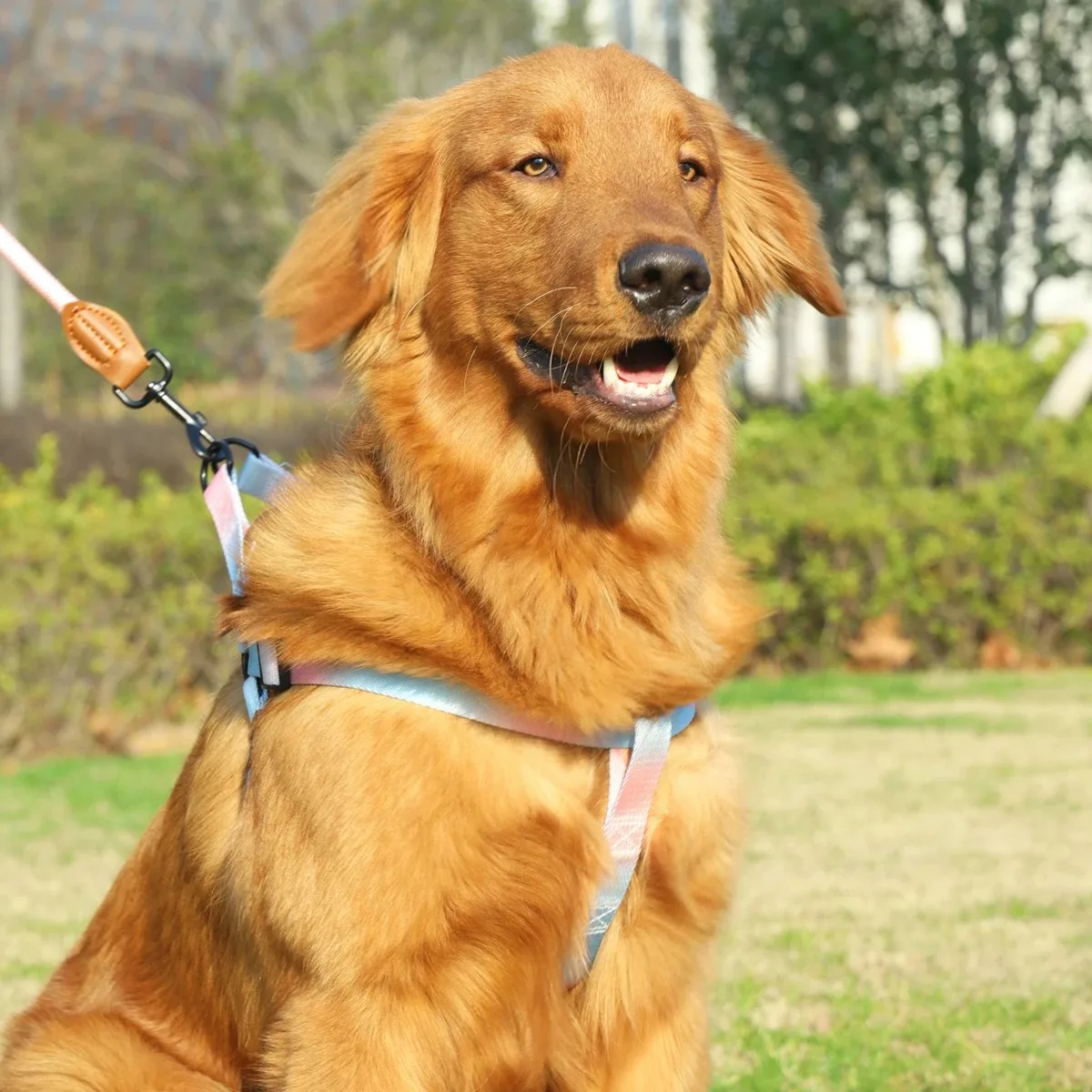 Peitoral para Cães Pequenos Ajustável com Fecho Rápido - Imagem 5