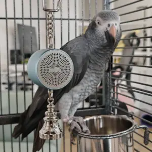 brinquedo gravador de voz para papagaio