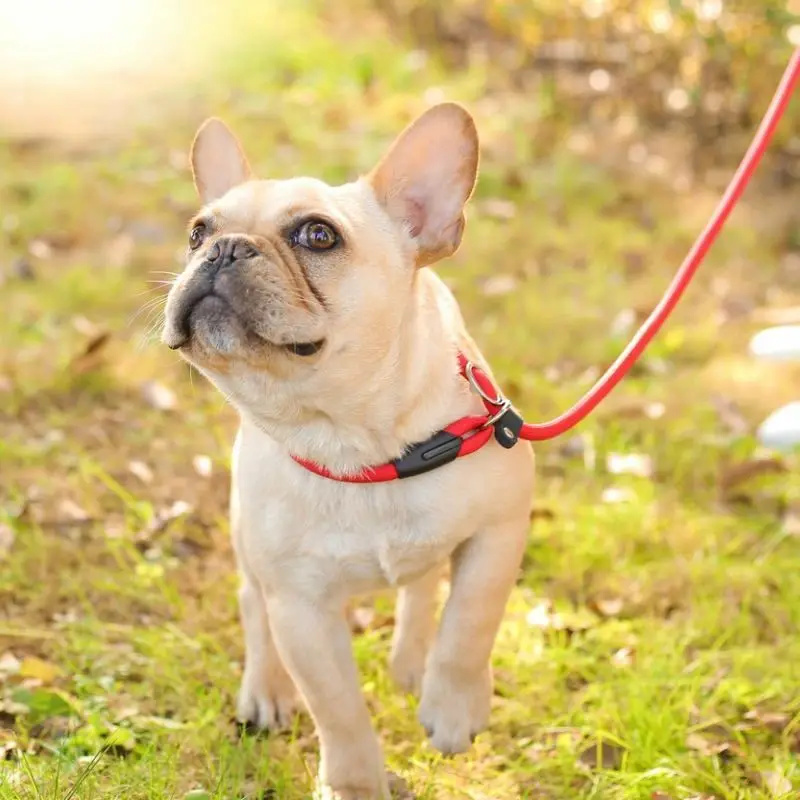 Coleira e Guia Redonda de Nylon para Cães Pequenos 130 cm - Imagem 2