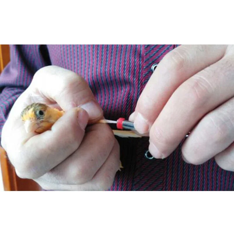 Anéis de Identificação para Pássaros 3mm 4mm 5mm 200 Peças - Imagem 6