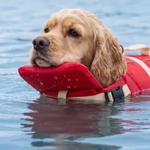 colete salva-vidas para cães ajustável