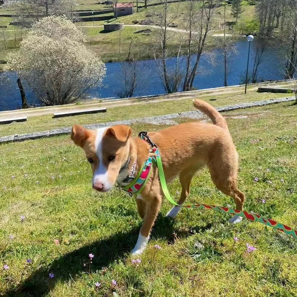 Arnês para Cães com Suporte para Saco Coletor para Passeio - Imagem 6