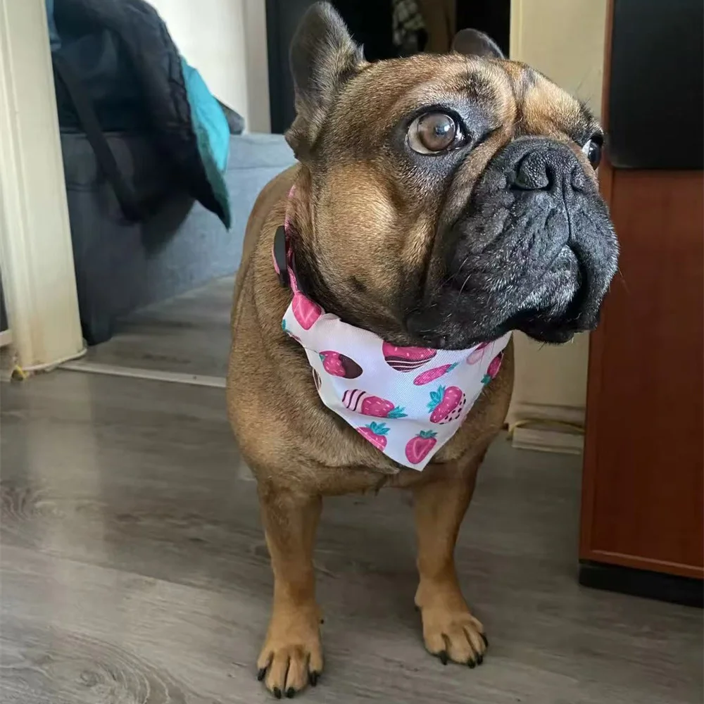 Coleira para Cães Pequenos com Estampa Laranja e Bandana M - Image 4