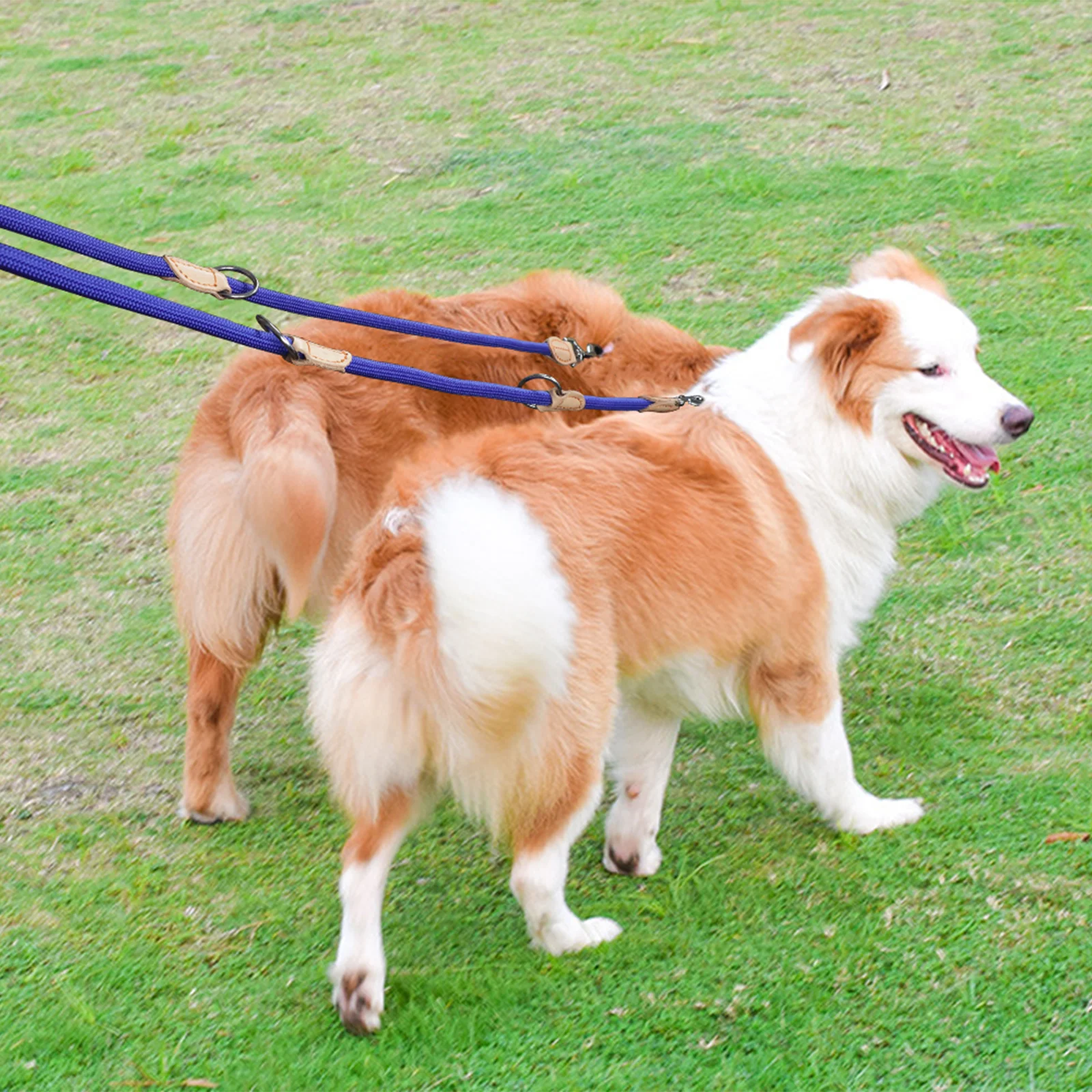 Coleira Dupla de Nylon para Cães de Porte Médio e Pequeno 210cm - Image 5