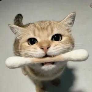 brinquedo dental para gatos cotonete