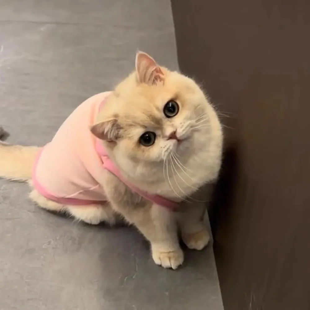 Colete para Gatos e Cães de Algodão Respirável com Alças Ajustáveis - Imagem 5