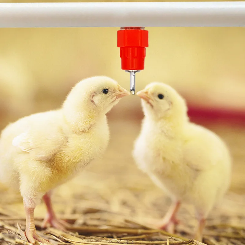 Bebedouro Bico para Aves 10 pçs com Mola e Bola de Aço Inoxidável - Imagem 6