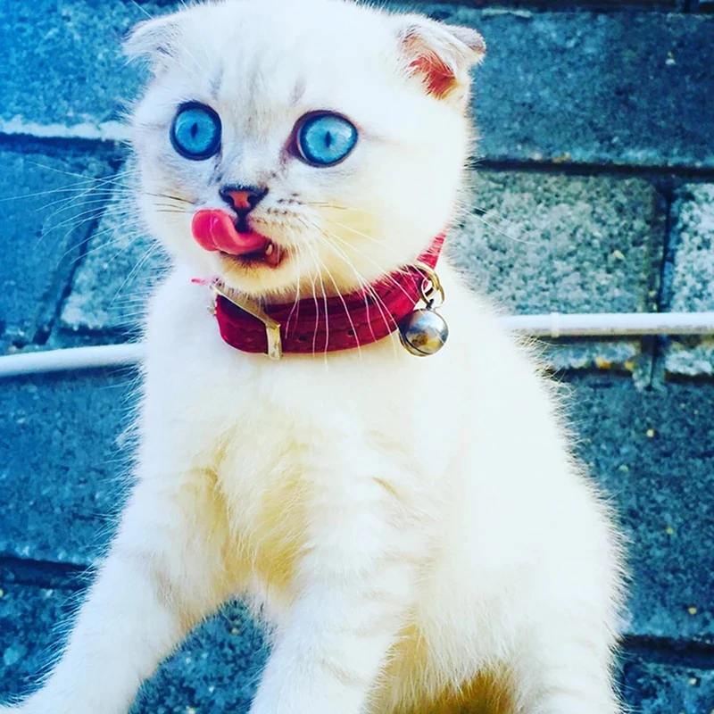 Coleira para Gatos e Cães Pequenos de Veludo Elástica Ajustável - Imagem 3
