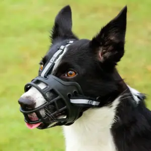 focinheira ajustável para cães