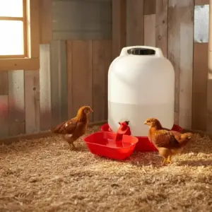 bebedouro automático quadrado para aves