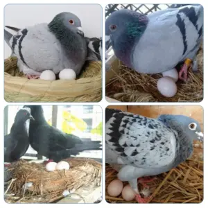 ovos falsos de plástico para pombos