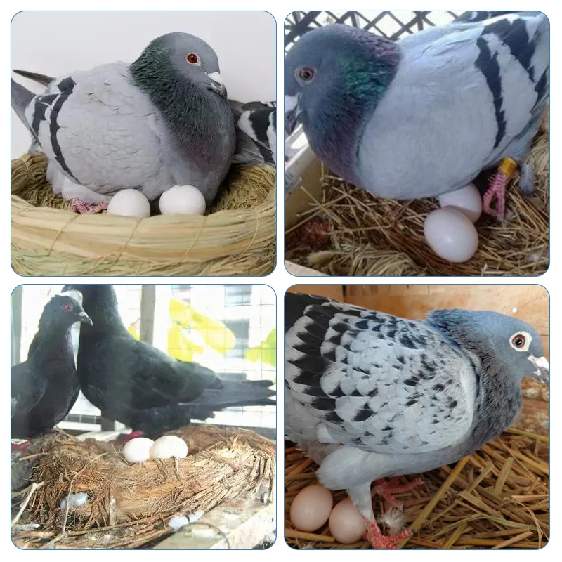 ovos falsos de plástico para pombos
