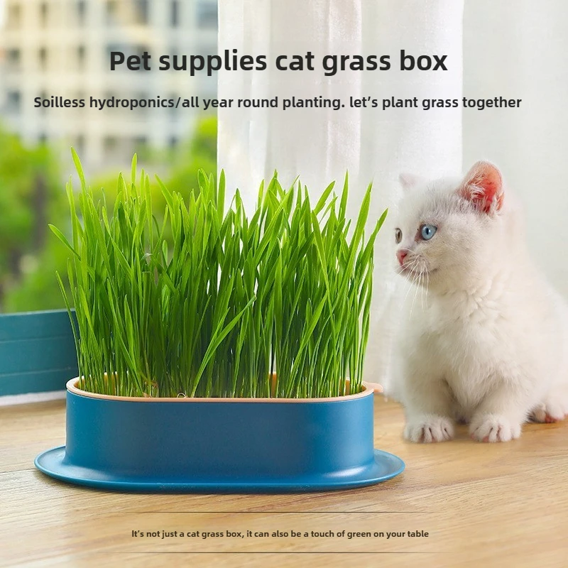 Caixa Hidropônica para Plantio de Grama de Gato - Image 5