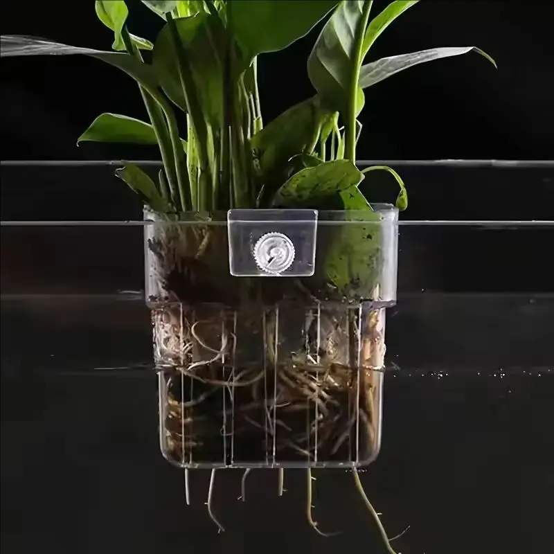 Cesto Transparente para Plantas de Aquário Suspenso para Decoração - Imagem 4