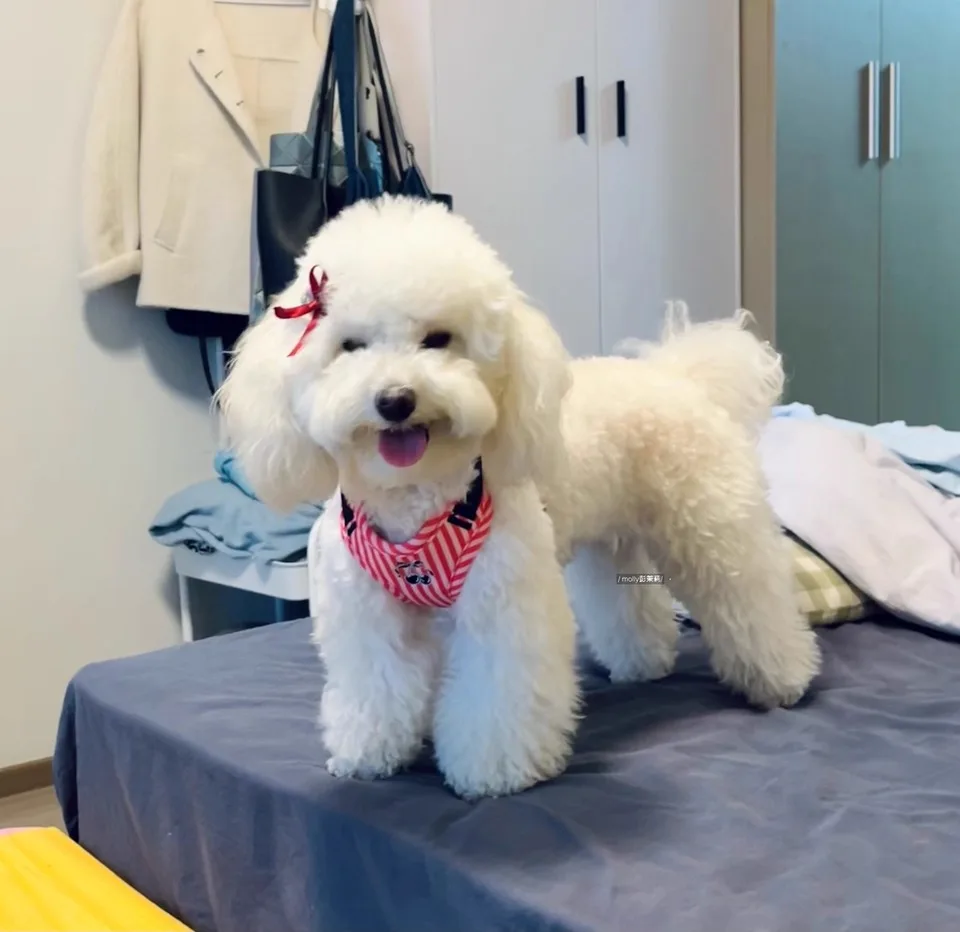 Coleira e Guia para Cães Pequenos com Design Estampado - Imagem 3