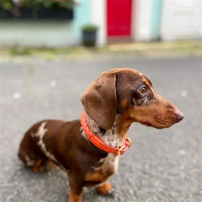 Coleira para Cães Médios de Couro PU Rosa para Passeio - Imagem 5