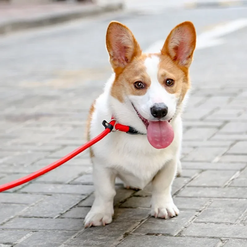 Coleira de Nylon para Cães com Fivela Ajustável - Imagem 3