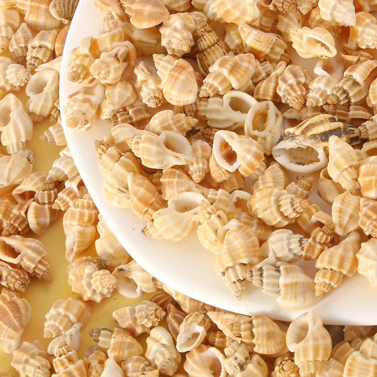 Conchas Naturais Amarelas para Aquário de Tartarugas 50g - Image 4