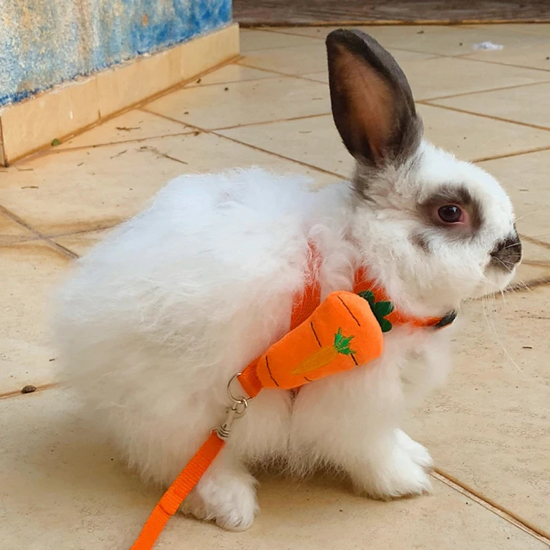 Conjunto de Coleira e Guia para Hamster e Coelho Estilo Cartoon - Imagem 4