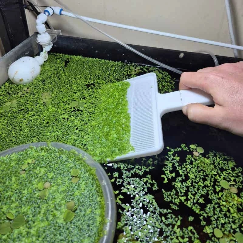 Escumadeira para Aquário para Remover Plantas Flutuantes - Imagem 3