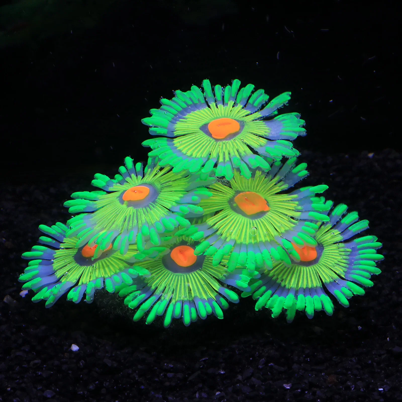 Coral de Silicone para Aquário com Efeito Luminoso - Imagem 5