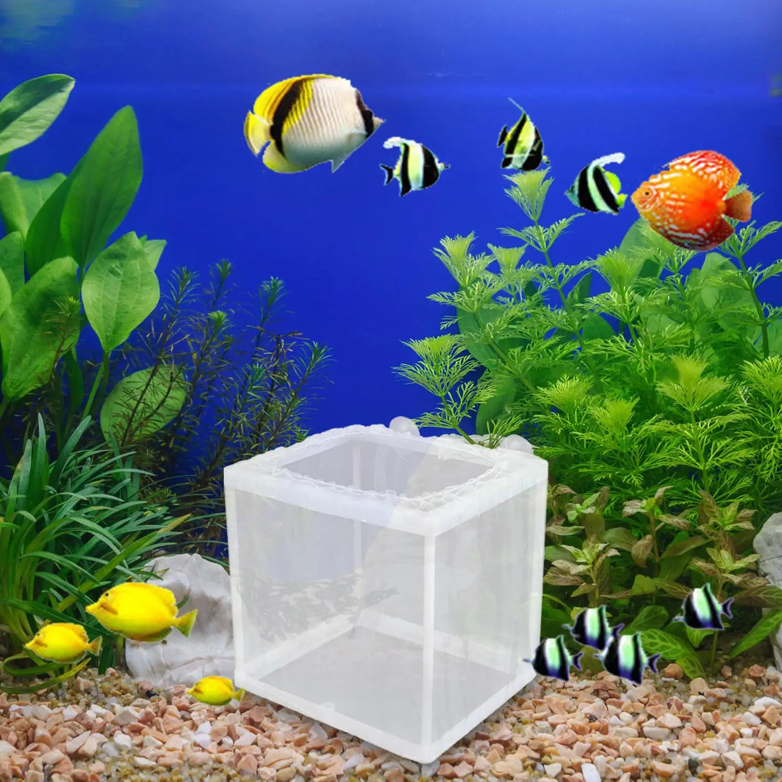 Caixa de Criação para Peixes de Aquário com Rede Fina e Ventosas - Imagem 2