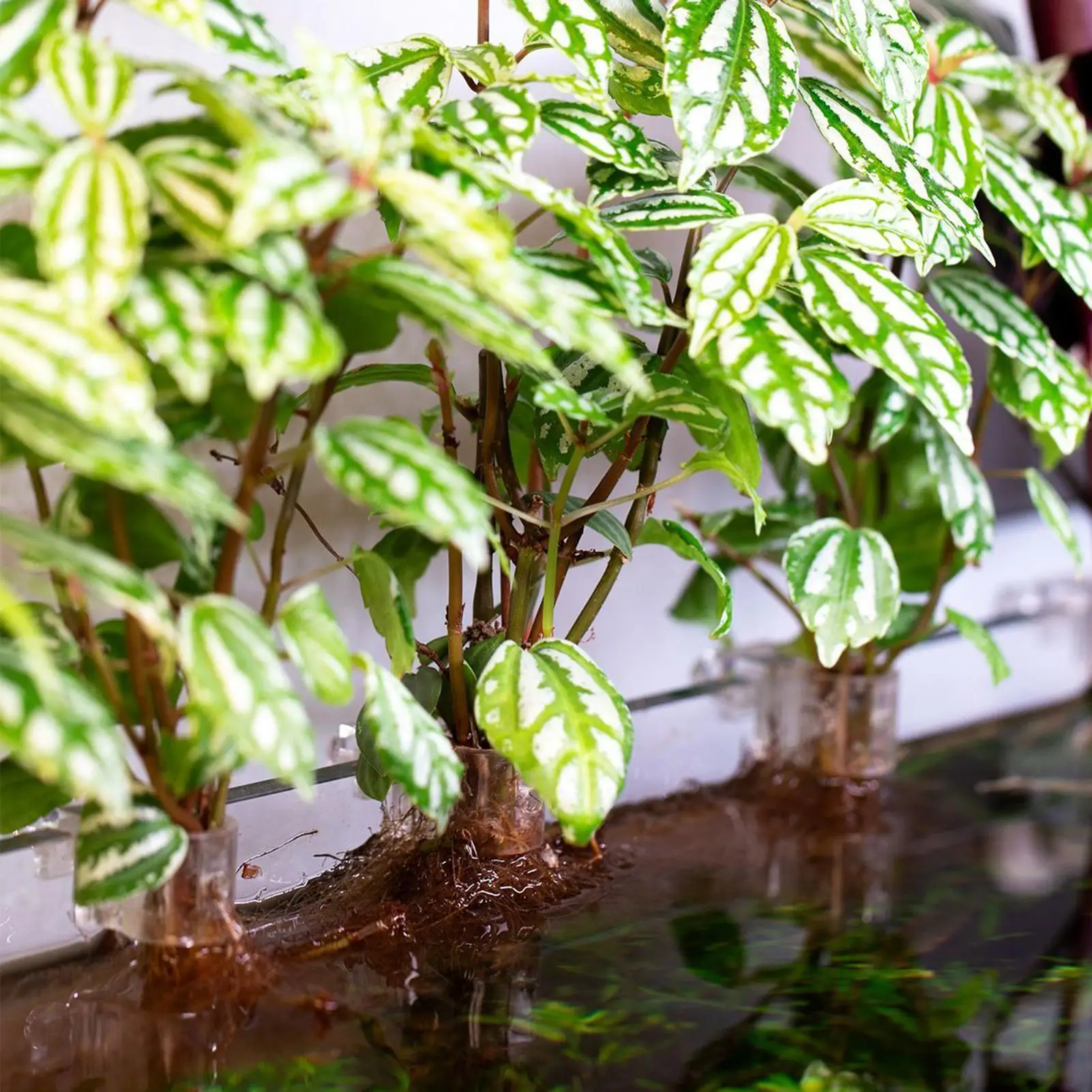 Suporte para Plantas de Aquário em U com 6 Peças Transparente - Imagem 3