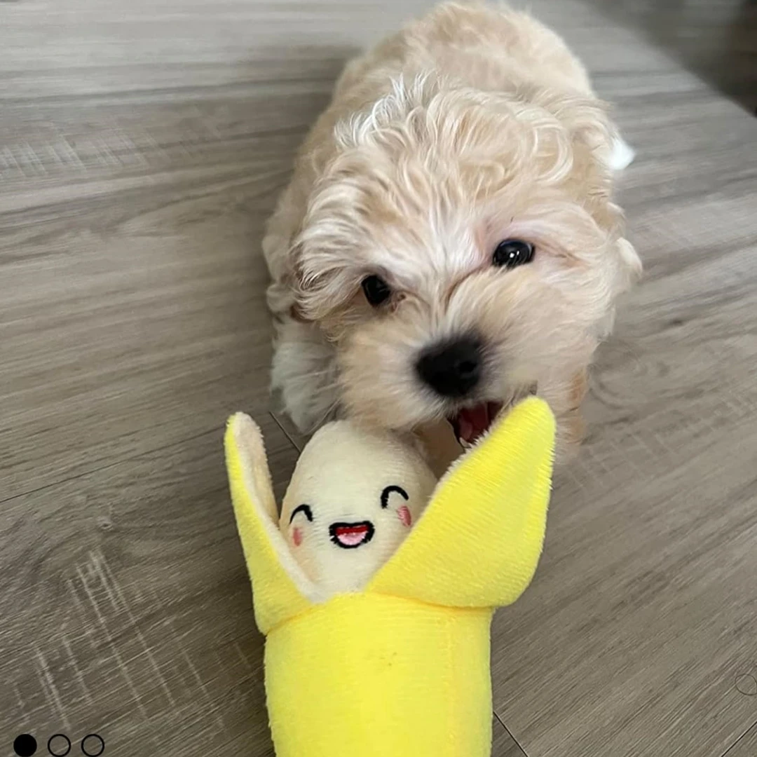Kit de Brinquedos para Cães com 7 Peças de Pelúcia e Sons - Imagem 6