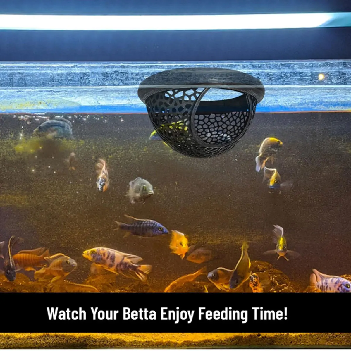 Cama Flutuante para Peixe Betta em Malha Macia - Imagem 6