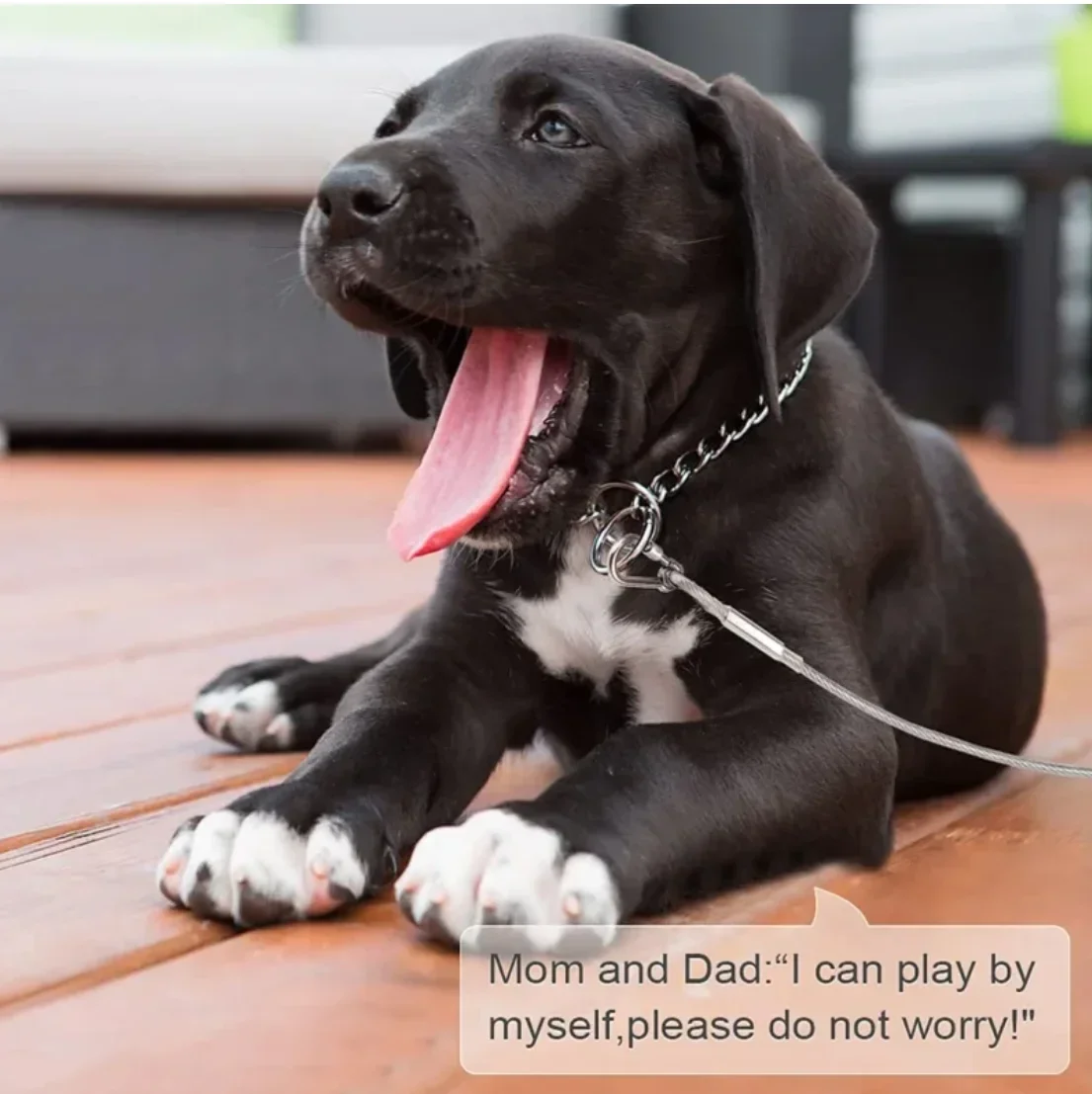 Trelas Duplas de Aço para Cães 4.6m com Fivela de Metal - Imagem 5